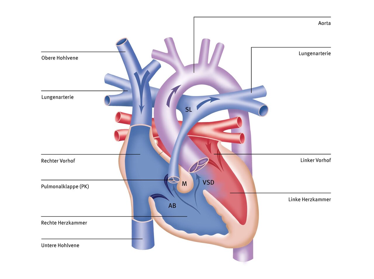 Das Bild zeigt eine schematische Darstellung des menschlichen Herzens. Wichtige Strukturen wie die linke und rechte Herzkammer, die Vorhöfe, die Lungenschlagader und die Aorta sind beschriftet, um die Herz anatomie zu verdeutlichen.