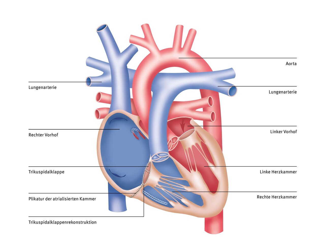 Diagramm des menschlichen Herzens mit beschrifteten Teilen, einschließlich Aorta, Lungenarterie, Vorhöfen und Kammern. Die Struktur zeigt den Blutfluss und die Anordnung der Herzklappen. Farbliche Unterscheidung zwischen venösem (blau) und arteriellen (rot) Blutgefäßen.
