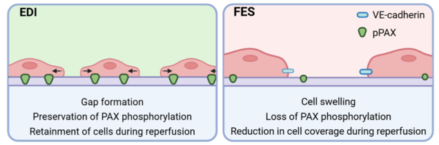 Das Bild vergleicht zwei Prozesse: EDI und FES. EDI beschreibt die Bildung von Lücken und die Erhaltung der PAX-Phosphorylierung, während FES die Zellschwellung und den Verlust der PAX-Phosphorylierung darstellt. Die Beschriftungen zeigen die Auswirkungen auf Zellverhalten während der Reperfusion.