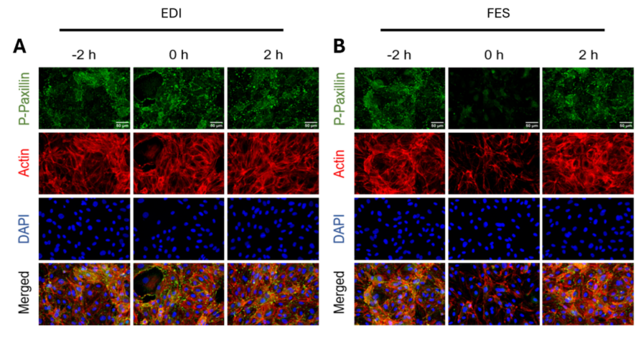 Die Abbildung zeigt Mikroskopaufnahmen von Gewebeproben mit verschiedenen Färbungen. In der oberen Reihe sind grüne Strukturen sichtbar, in der mittleren Reihe dominieren rote und orange Farben, und die untere Reihe zeigt blaue Punkte, die Zellen darstellen. Blindtext beschreibt unterschiedliche Zelltypen und deren Anordnung.
