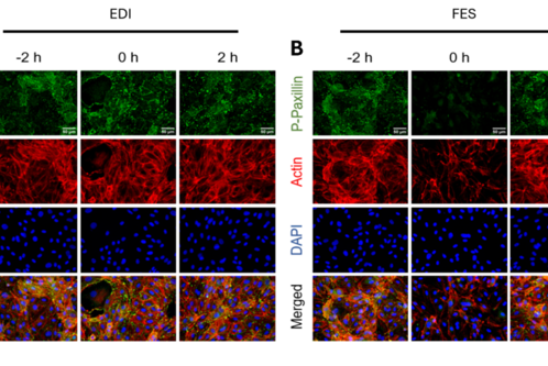 Die Abbildung zeigt Mikroskopaufnahmen von Gewebeproben mit verschiedenen Färbungen. In der oberen Reihe sind grüne Strukturen sichtbar, in der mittleren Reihe dominieren rote und orange Farben, und die untere Reihe zeigt blaue Punkte, die Zellen darstellen. Blindtext beschreibt unterschiedliche Zelltypen und deren Anordnung.