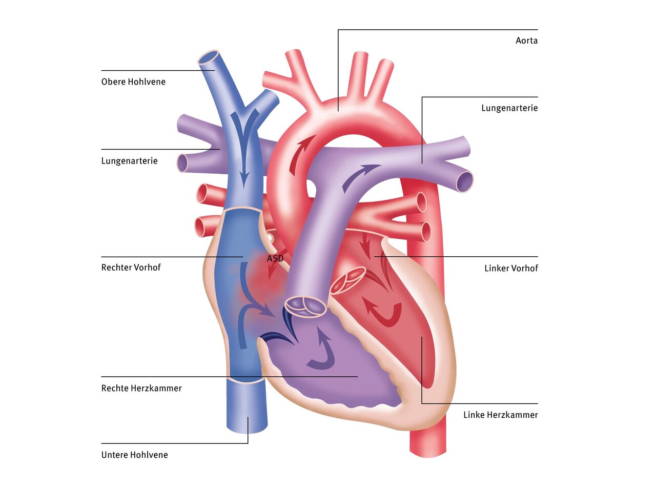 Diagramm des menschlichen Herzens mit wichtigen Strukturen gekennzeichnet: Aorta, Lungenarterien, rechte und linke Vorhöfe sowie rechte und linke Herzkammern. Es zeigt die Hauptblutgefäße und die Richtung des Blutflusses durch das Herz.