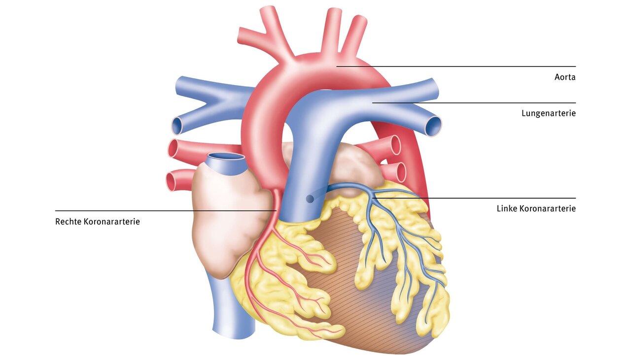 Das Bild zeigt eine schematische Darstellung des menschlichen Herzens mit den wichtigsten Blutgefäßen. Angezeigt sind die Aorta, die Lungenarterie sowie die linke und rechte Koronararterie, die den Herzmuskel mit Blut versorgen.